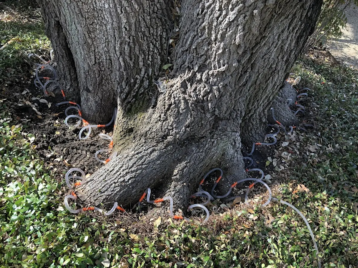 Detailed Tree Cabling and Bracing job site in Fort Klamath